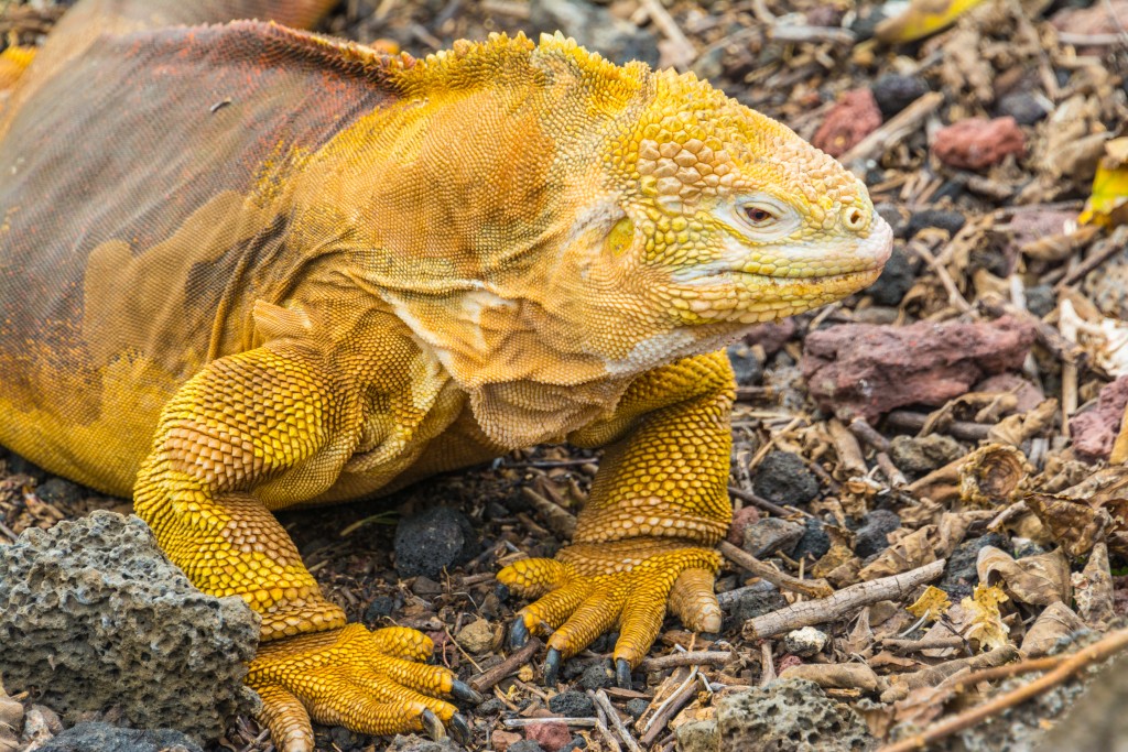 Iguanas de Islas Galápagos