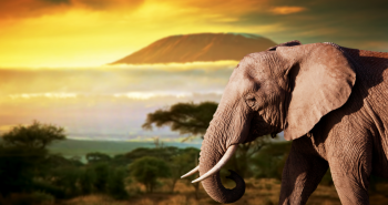Safari por África