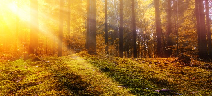 Bosques de cuento cerca de Madrid