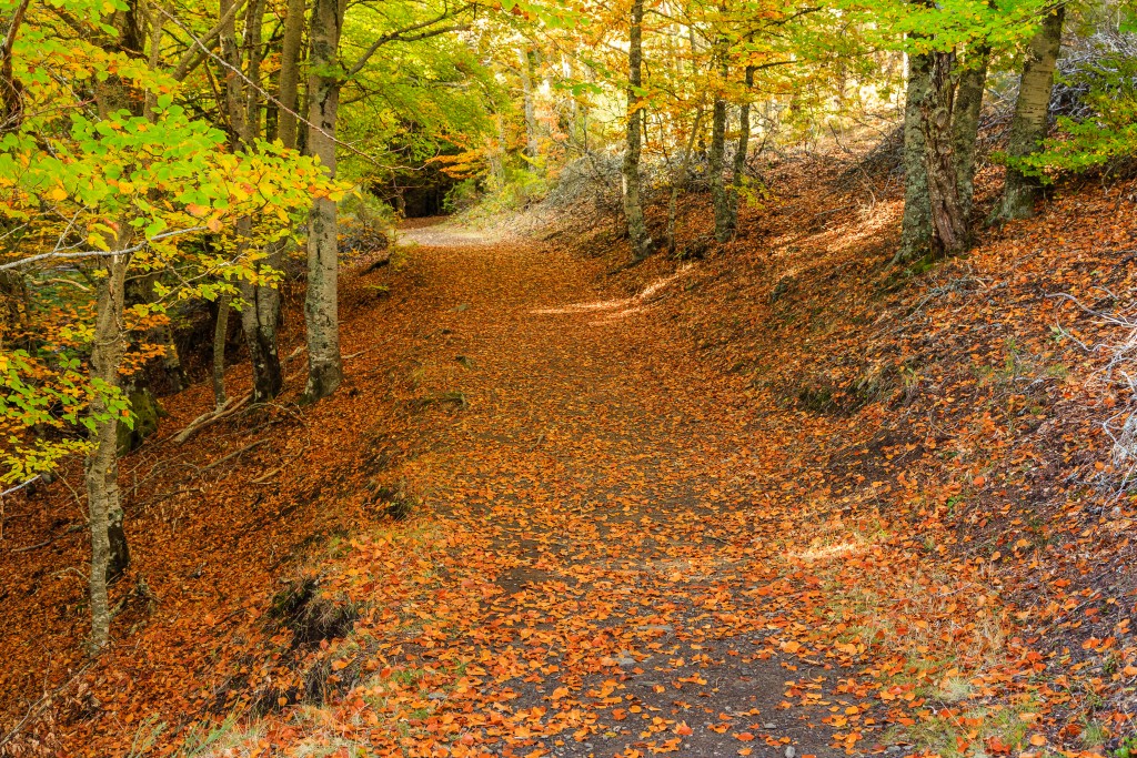 Bosques de cuento