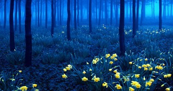 El Bosque Negro de Alemania