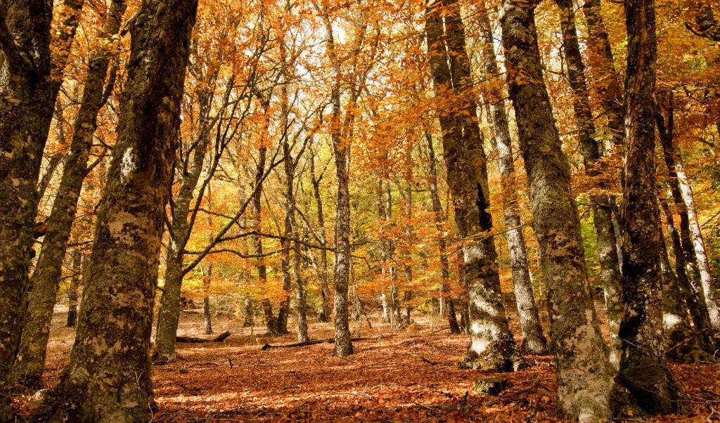 Bosques de cuento