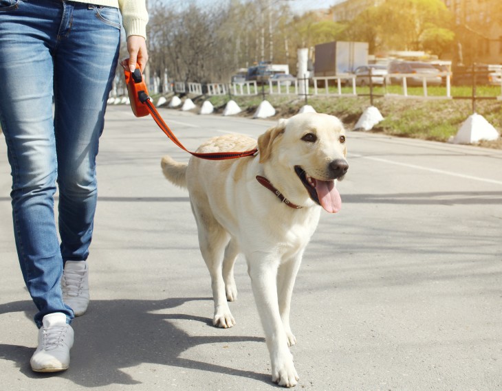 Las guías Dog Friendly de Madrid y Barcelona