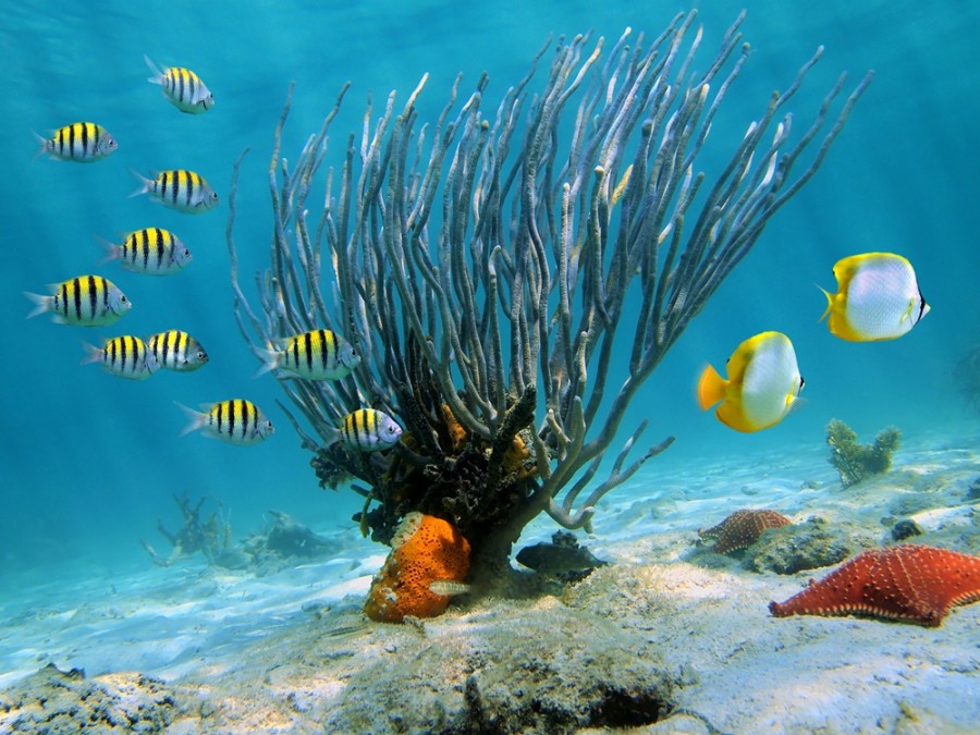 Paraíso de República Dominicana