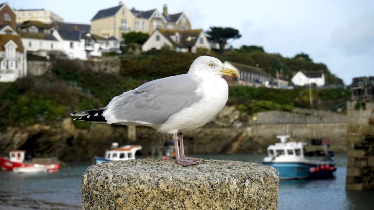 Puerto pesquero con barcas de colores y casas de piedra en un pueblo de Cornualles, Inglaterra