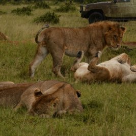 Leones descansando en la sabana del Masái Mara al amanecer