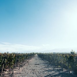 Viñedos de Mendoza con la cordillera de los Andes nevada al fondo