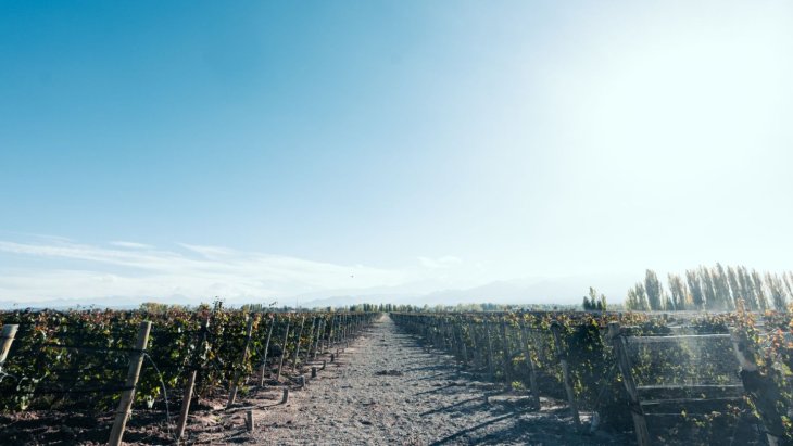 Viñedos de Mendoza con la cordillera de los Andes nevada al fondo