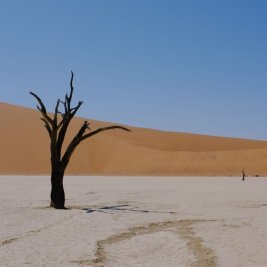 Acacias muertas sobre la arcilla blanca de Deadvlei con dunas rojas al fondo, Namibia