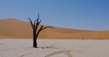 Acacias muertas sobre la arcilla blanca de Deadvlei con dunas rojas al fondo, Namibia