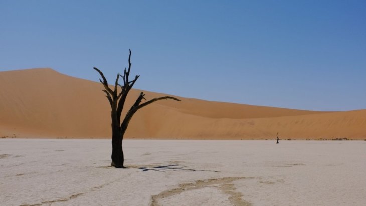 Acacias muertas sobre la arcilla blanca de Deadvlei con dunas rojas al fondo, Namibia