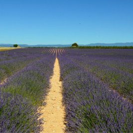 Campo de lavanda en flor al atardecer con una casa de piedra al fondo, Provenza