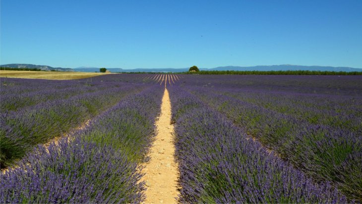 Campo de lavanda en flor al atardecer con una casa de piedra al fondo, Provenza
