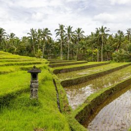 Terrazas de arroz verdes entre palmeras cerca de Ubud, en el interior de Bali