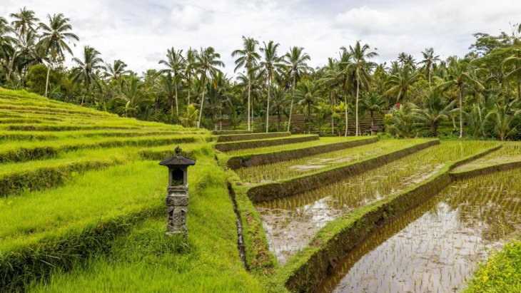 Terrazas de arroz verdes entre palmeras cerca de Ubud, en el interior de Bali